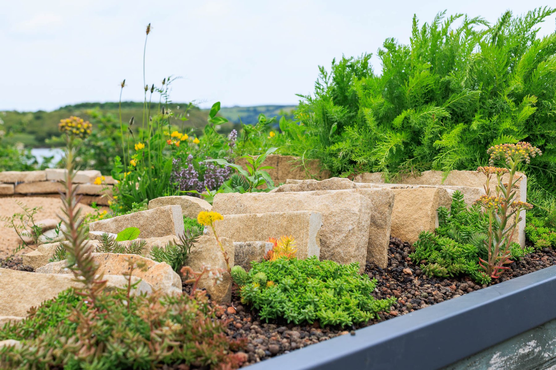 Composed roof: limestone stood on edge, sedum and thyme, lough beyond.