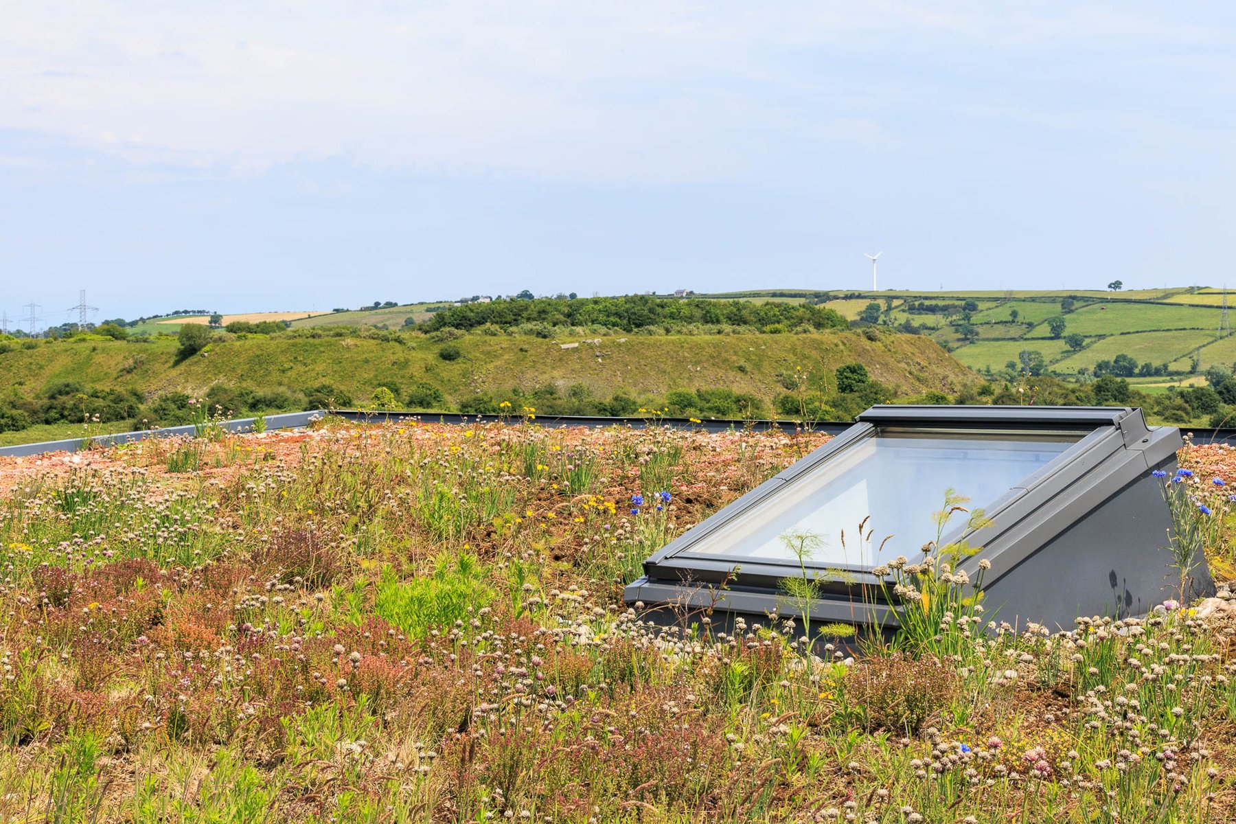 A living roof in bloom — chive, cornflower and thrift around a skylight, drumlin country beyond.