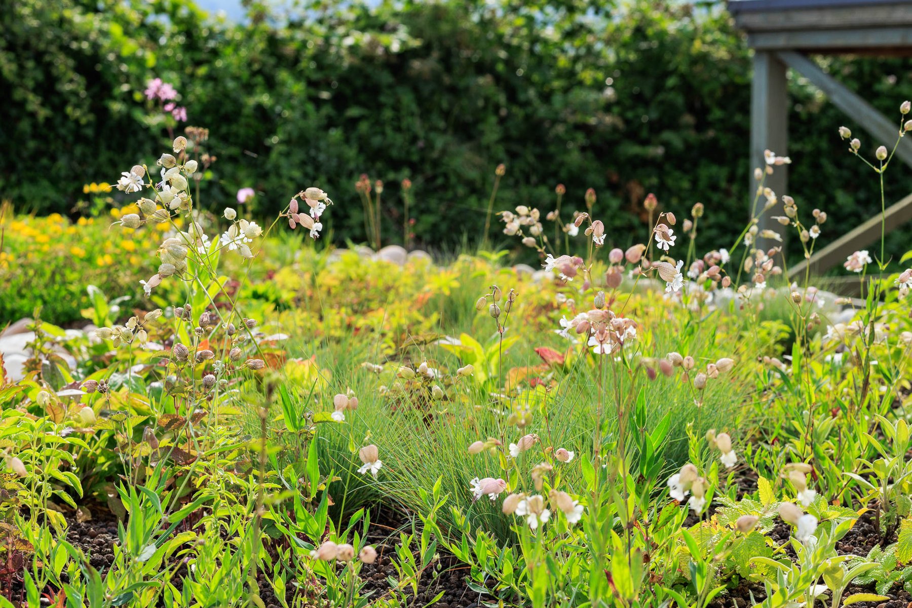 Bladder Campion in seed above the fescue matrix.