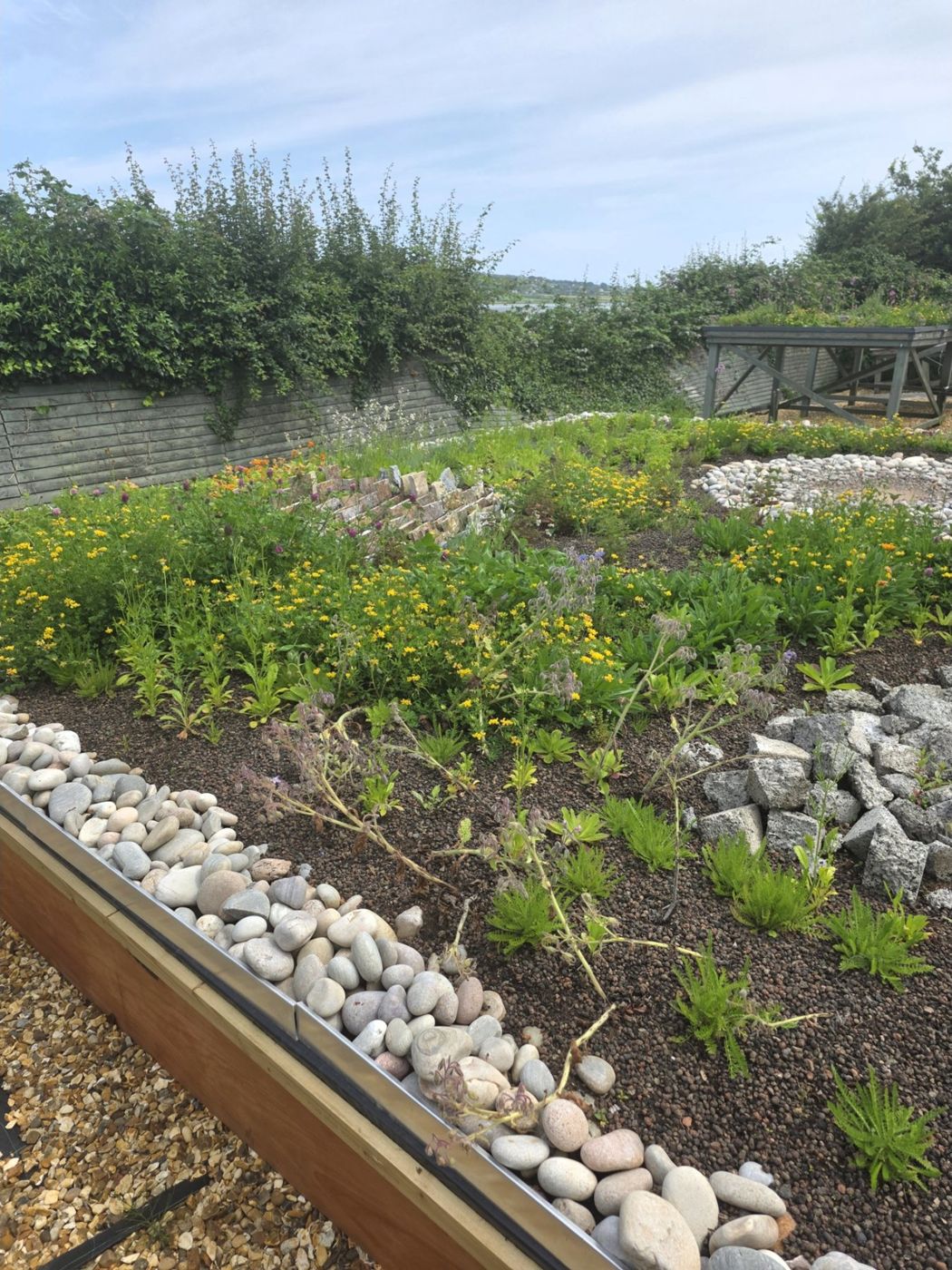Bird's-foot trefoil and borage in flower three months after planting.
