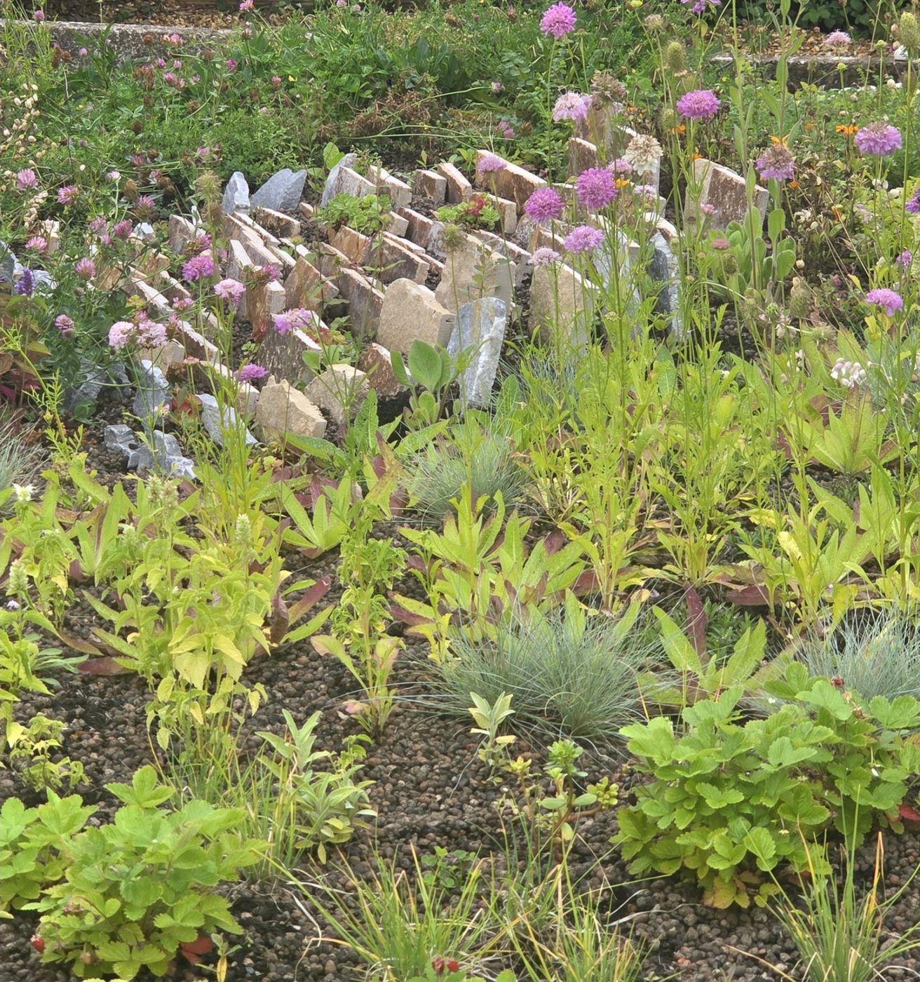 Scabious in flower four months after planting.