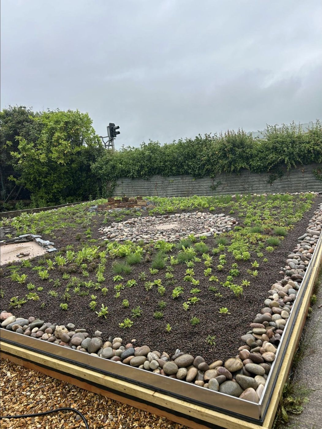 The display roof four weeks after planting: small plants in open substrate.