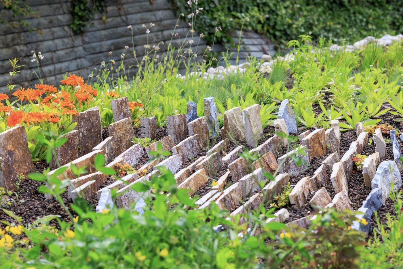 A stone crevice on the display roof, slivers of stone set on edge, with calendula behind.